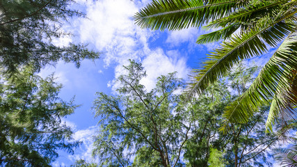 coconut tree with blue sky