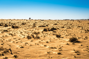 Dromedaries in Tunisia