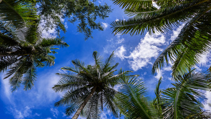 Obraz na płótnie Canvas coconut tree with blue sky