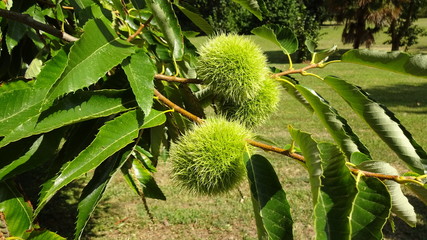 Kasztan jadalny - owoce (Castanea sativa) - 189370402