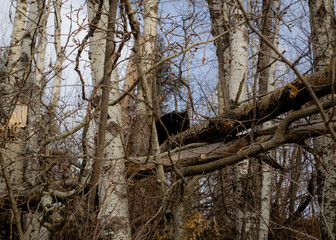 cat in tree
