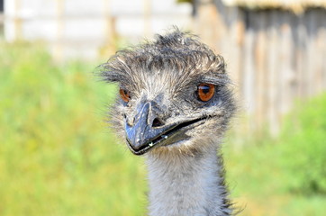 Funny ostrich head closeup with big eye and pink beak with green background and selective focus