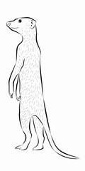 meerkat illustration, vector draw