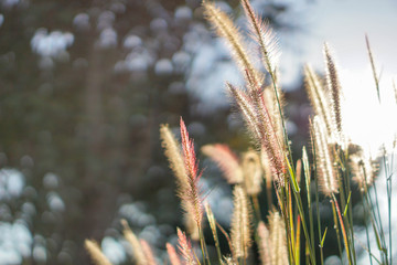 Soft silk grass in the morning the sun rises.