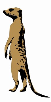 Meerkat Illustration, Vector Draw