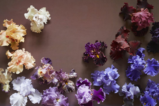 Bearded Irises in various colors