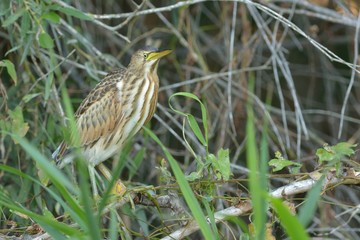 Squacco Heron (Ardeola ralloides)