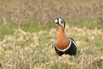 Red Breasted Goose (Branta ruficollis)