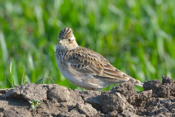 Crested Lark on Field in Springtime