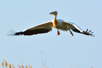 White Pelican (Pelecanus onocrotalus)