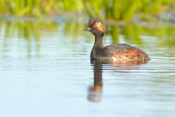 Black-necked grebe (Podiceps nigricollis)