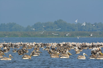 White Pelican (Pelecanus onocrotalus)