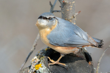 Eurasian Nuthatch (Sitta europaea)
