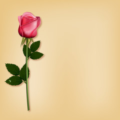 Fototapeta premium Pink realistic rose on old paper. Vector illustration .