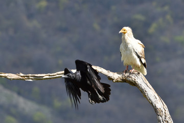 Egyptian Vulture and a Raven