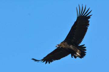 Obraz premium Cinereous or black vulture (Aegypius monachus )