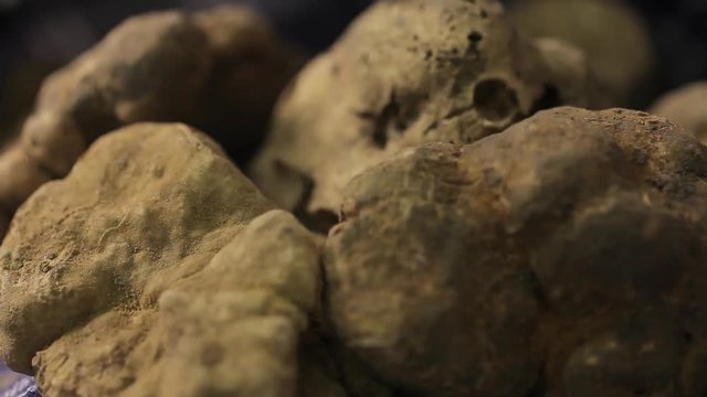 hand touching white truffle