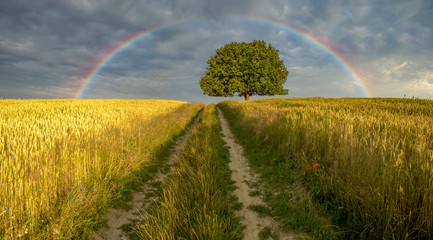 dirt road leading to a lone oak tree in the field © Mike Mareen