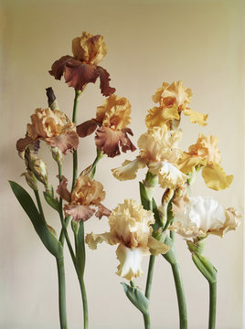 Bronze bearded irises