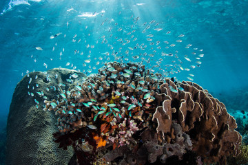 School of Blue-Green Damselfish and Blue Water