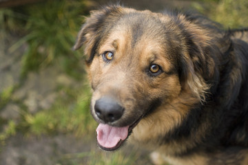 Psy to zwierzęta towarzyszące człowiekowi od lat. Na polskich wsiach często chronią gospodarstwa przed niepożądanymi ludźmi. - obrazy, fototapety, plakaty
