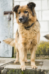 Psy to zwierzęta towarzyszące człowiekowi od lat. Na polskich wsiach często chronią gospodarstwa przed niepożądanymi ludźmi.