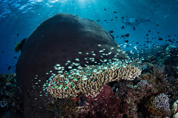 Snorkeler and Vibrant Coral Reef in Indonesia