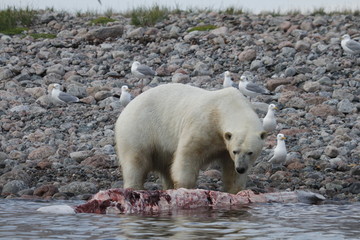 Polar Bear (Ursus Maritimus) eating a whale carcass along the shoreline near Arviat, Nunavut Canada