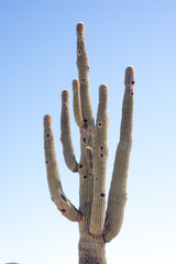 cactus tree