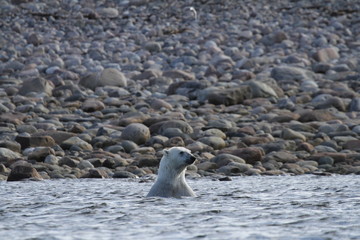 Fototapeta premium Polar Bear (Ursus Maritimus) playing in the arctic ocean of Arviat, Nunavut Canada