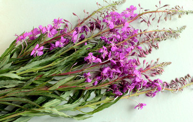 flowers Ivan-tea on light background