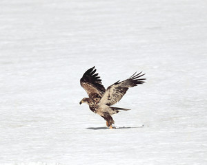 Golden Eagle