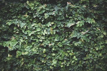 Wall leaf background and texture 
