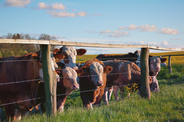 Brown cows behind fence