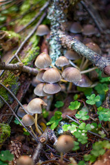 Mica cap wild mushroom. Coprinus micaceus.