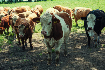 Cows and calves grazing on meadow