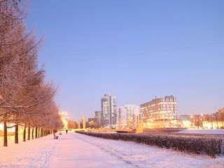 quay larch in the winter frosty evening