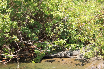 Crocodile near the river of Sumidero canyon, Mexico 
