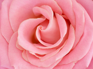 Pink Rose Close Up