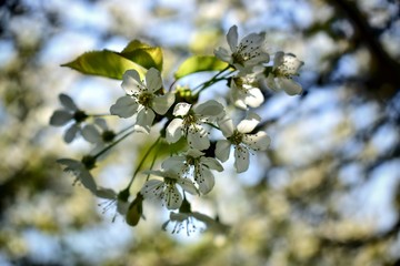 Nature,flowers,environment,parks and gardens concept-wild cherry branch with white spring flowers on a background blue sky.