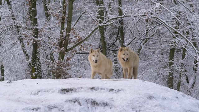 Arctic wolf (Canis lupus arctos) in winter