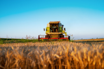 Obraz premium Harvesting machine working at field in sunny morning. Agriculture concept. Combine harvester at wheat field.