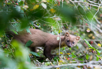 Baummarder
