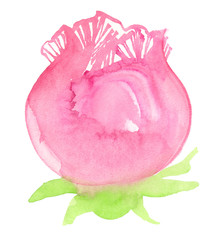 Single big round pastel pink rose flower bud backdrop painted in watercolor on clean white background