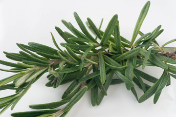 fresh rosemary twigs on white background