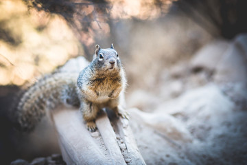 Naklejka na ściany i meble squirrel