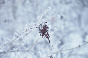 Trees are covered with snow, cold weather. Snow-covered park without people.