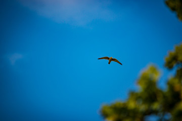Buzzard