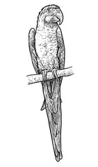 Fototapeta premium Parrot illustration, drawing, engraving, ink, line art, vector