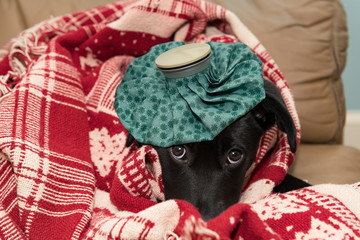 Black puppy with sad eyes sick with the canine flu and an ice pack on head